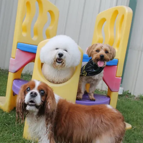 3 dogs playing on play set